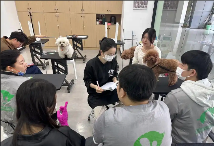 秦皇岛市宠物剪毛宠物美容培训学校 - 一站式服务